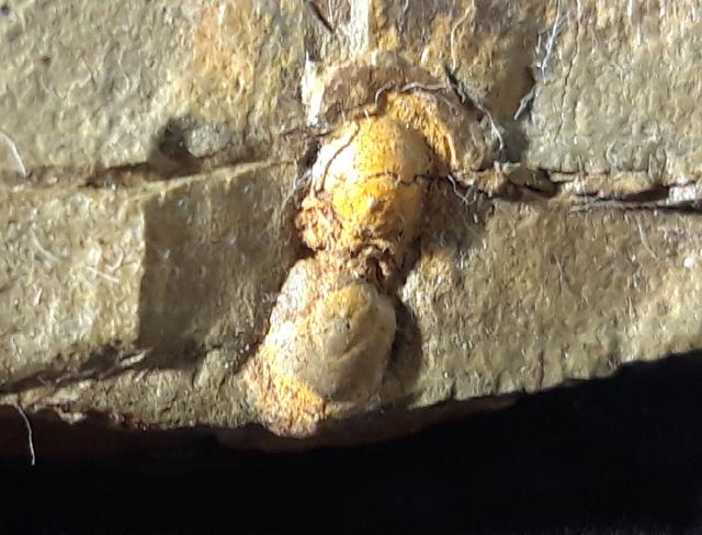 Geragnostus occitanus HOWELL 1935 - Bild &copy; FossNet FossilienStore